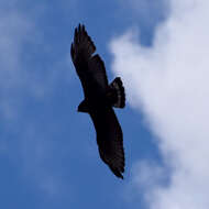 Image of Zone-tailed Hawk