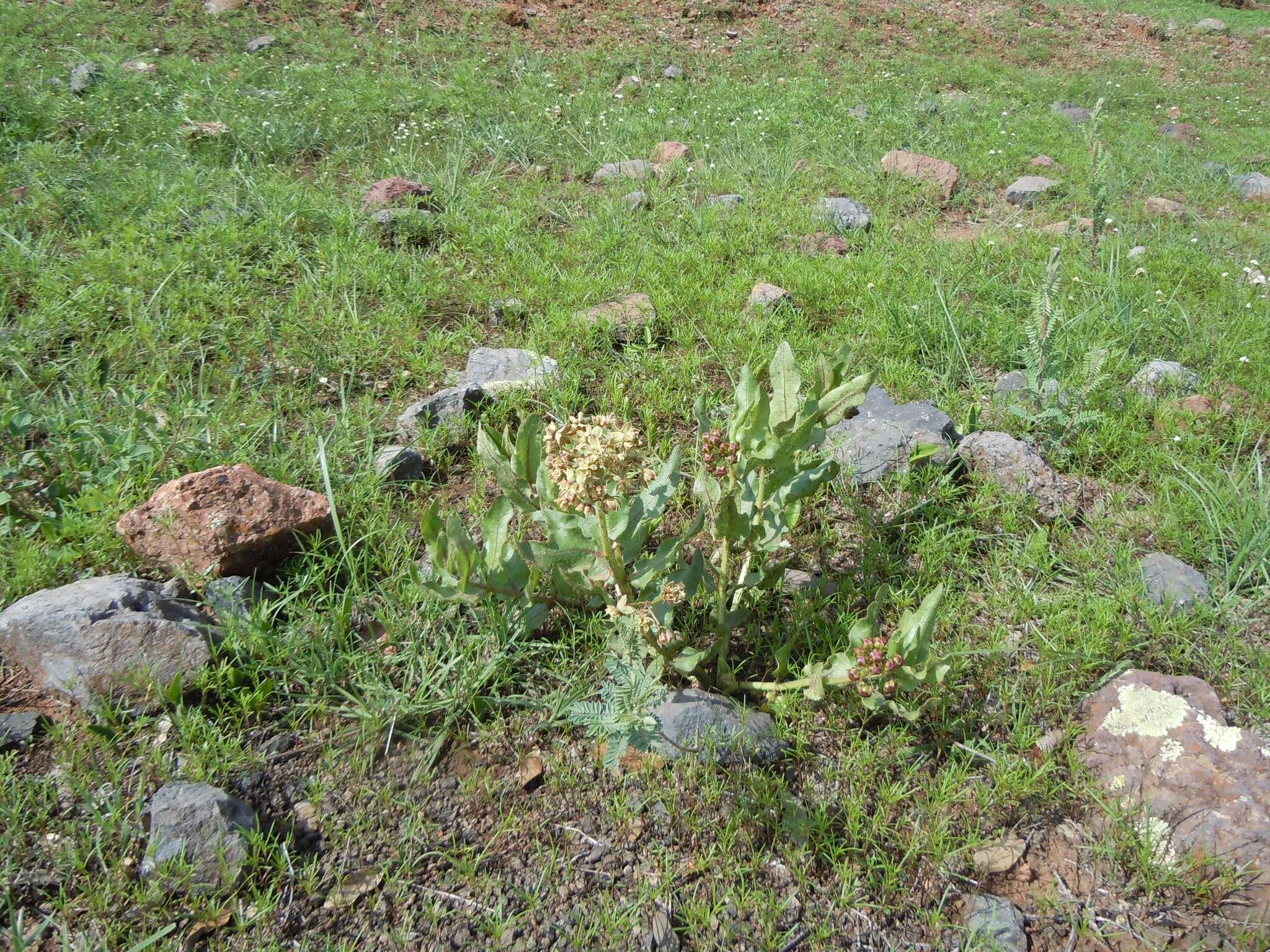 صورة Asclepias contrayerba Sessé & Moc.