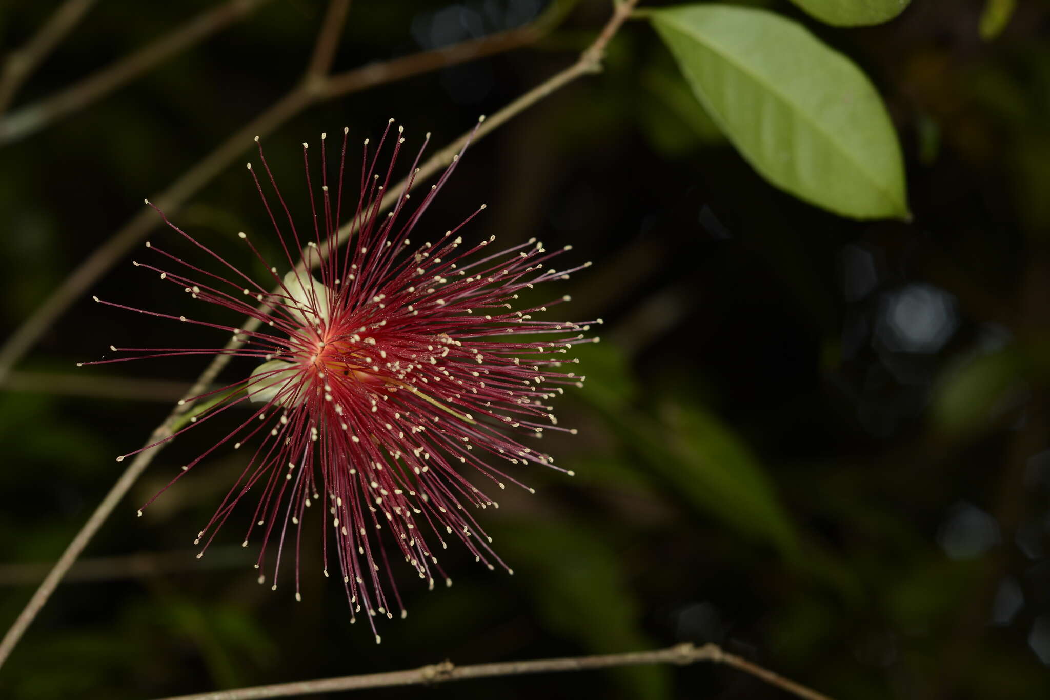 Plancia ëd Syzygium laetum (Ham.) K. N. Gandhi