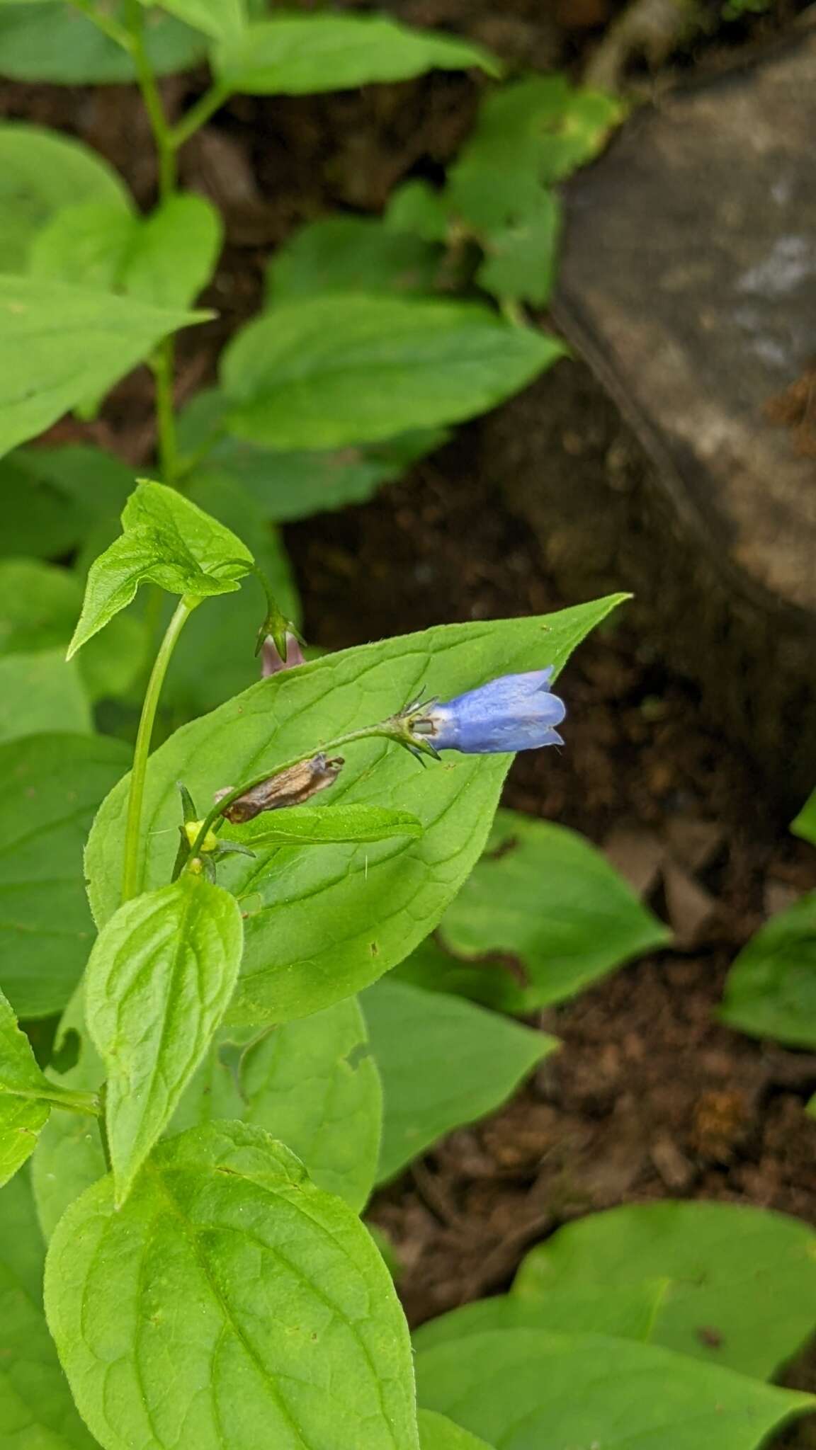 Image of broadleaf bluebells