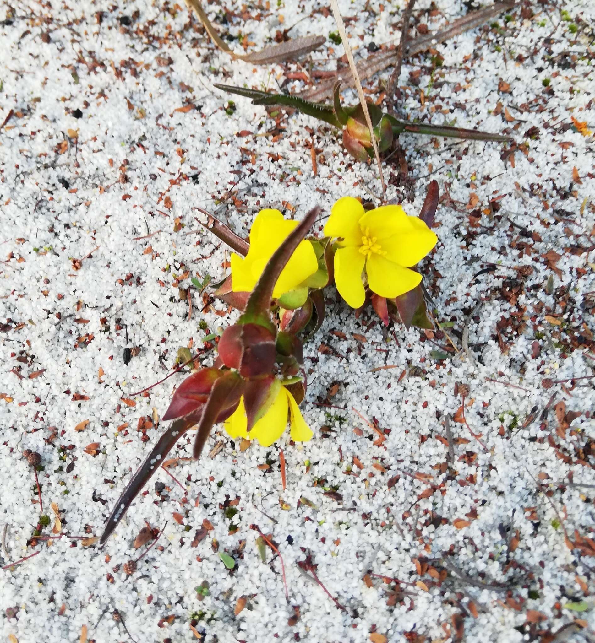 Image of Hibbertia vaginata (Benth.) F. Müll.