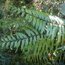 Image of Forest Spleenwort