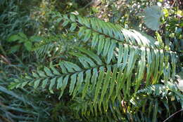 Image of Forest Spleenwort