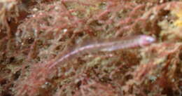 Image of Eel clingfish