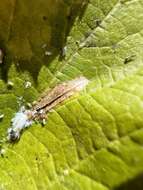 Image of Phyllonorycter celtisella (Chambers 1871)