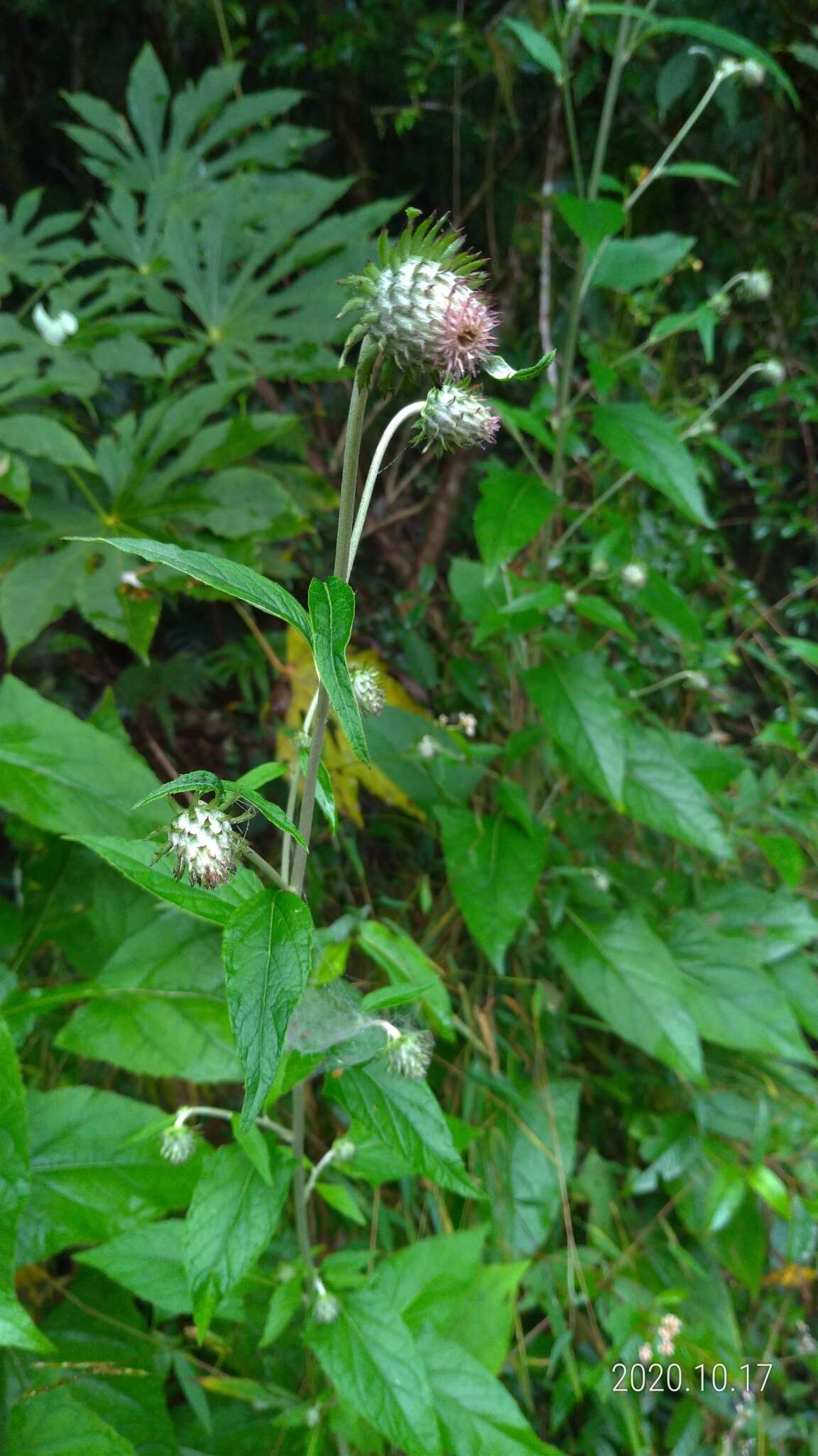 Image of Jurinea deltoidea