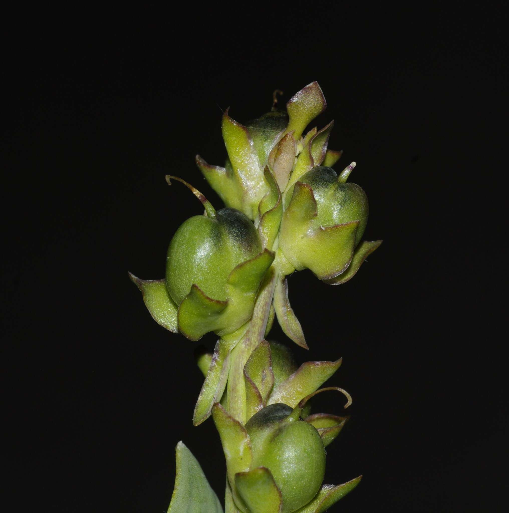 Image de Linaria triphylla (L.) Mill.