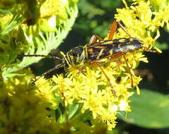 Image of Locust Borer