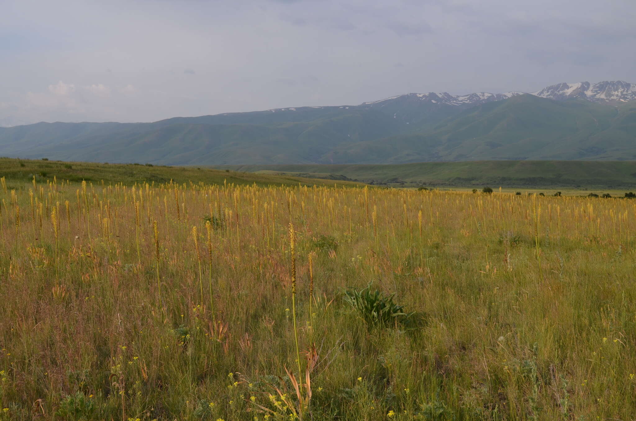 Image of Eremurus fuscus (O. Fedtsch.) Vved.