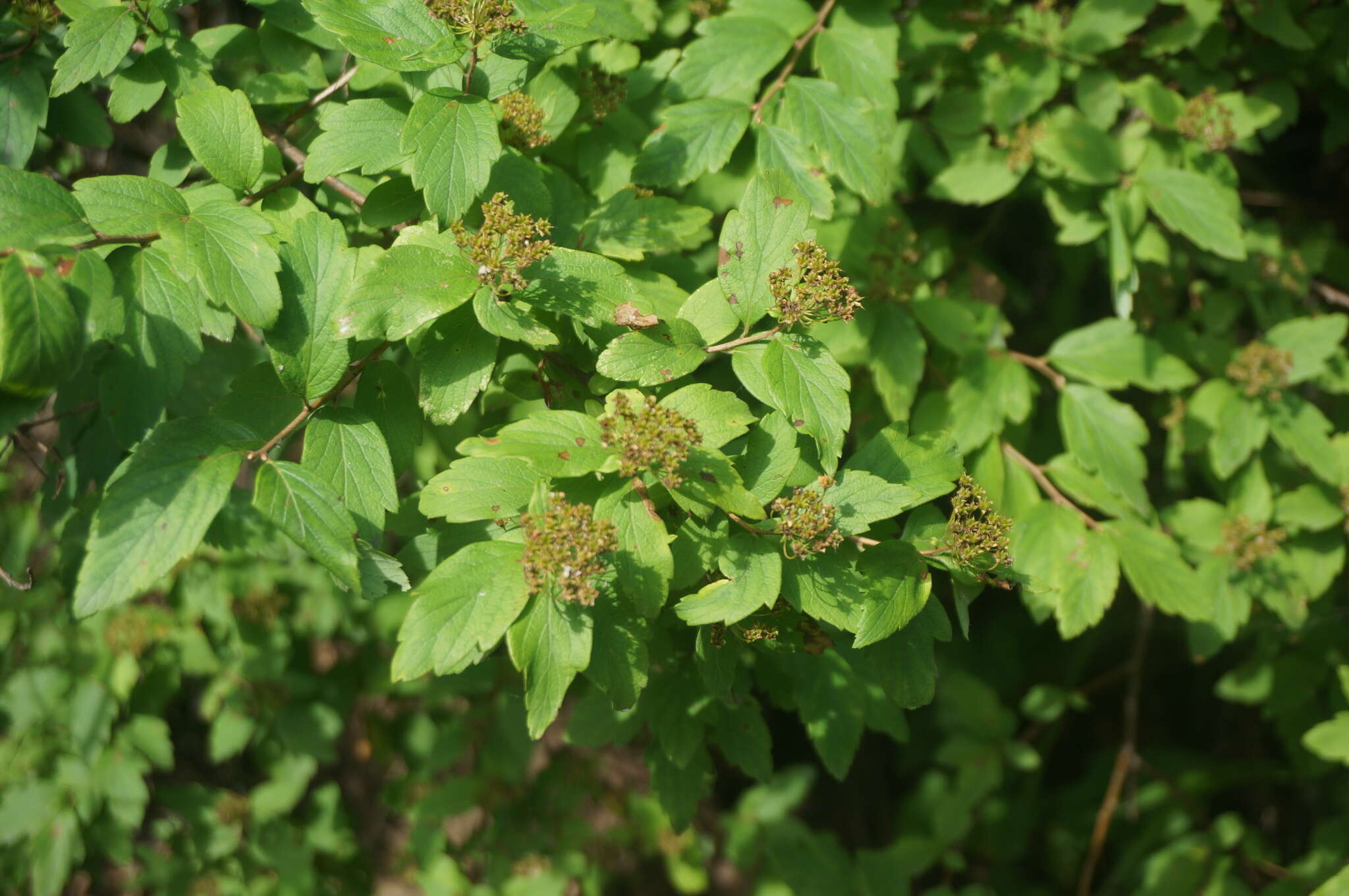 Image of Spiraea pubescens Turcz.