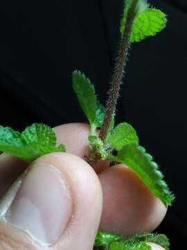 Imagem de Pilea nummulariifolia (Sw.) Wedd.