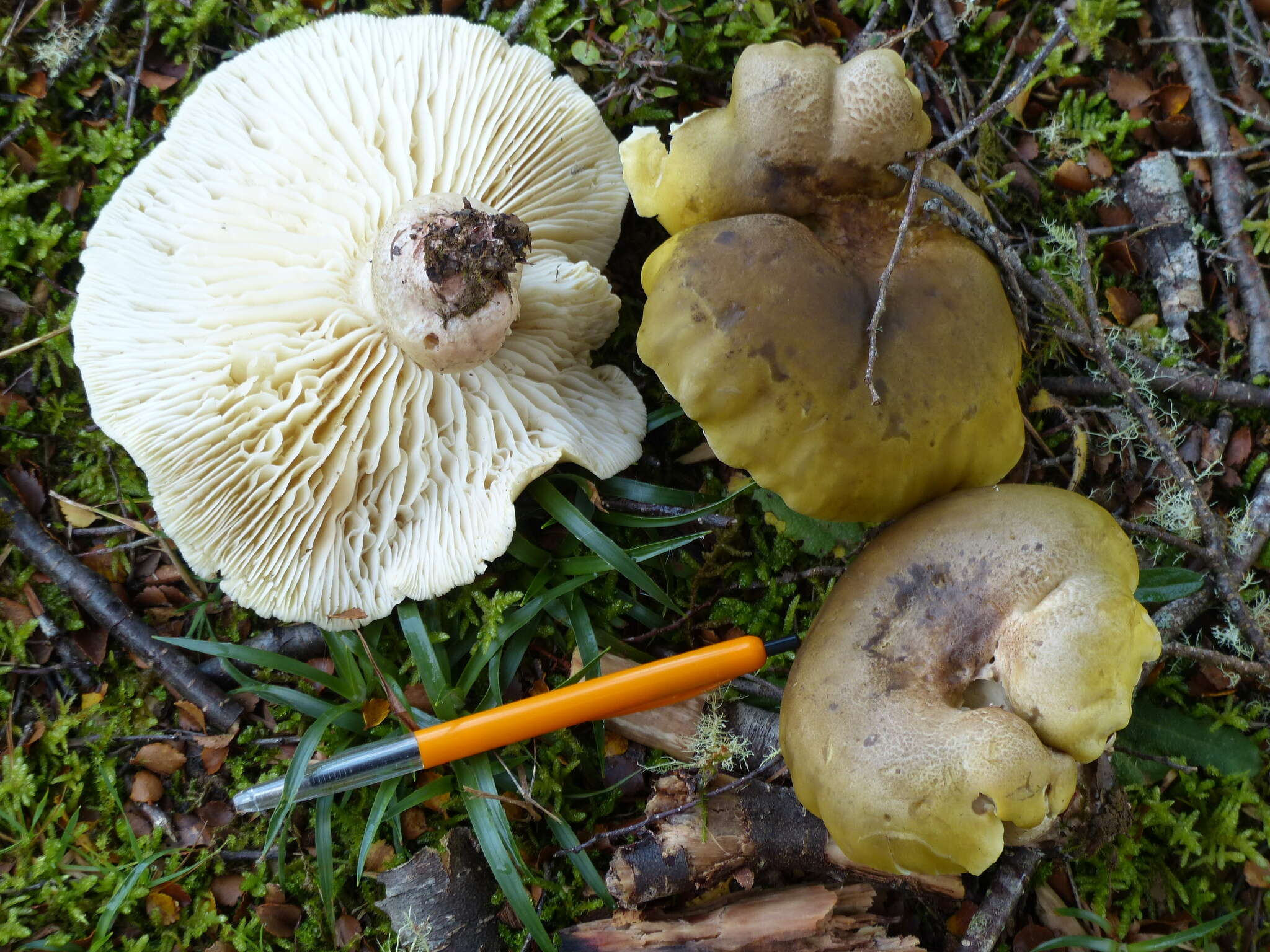 Tricholoma viridiolivaceum G. Stev. 1964 resmi