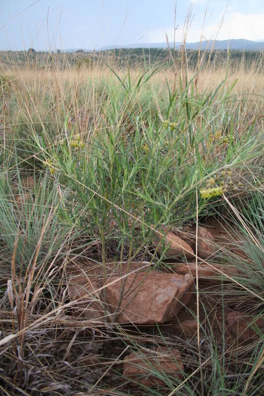 Sivun Gomphocarpus tomentosus subsp. tomentosus kuva