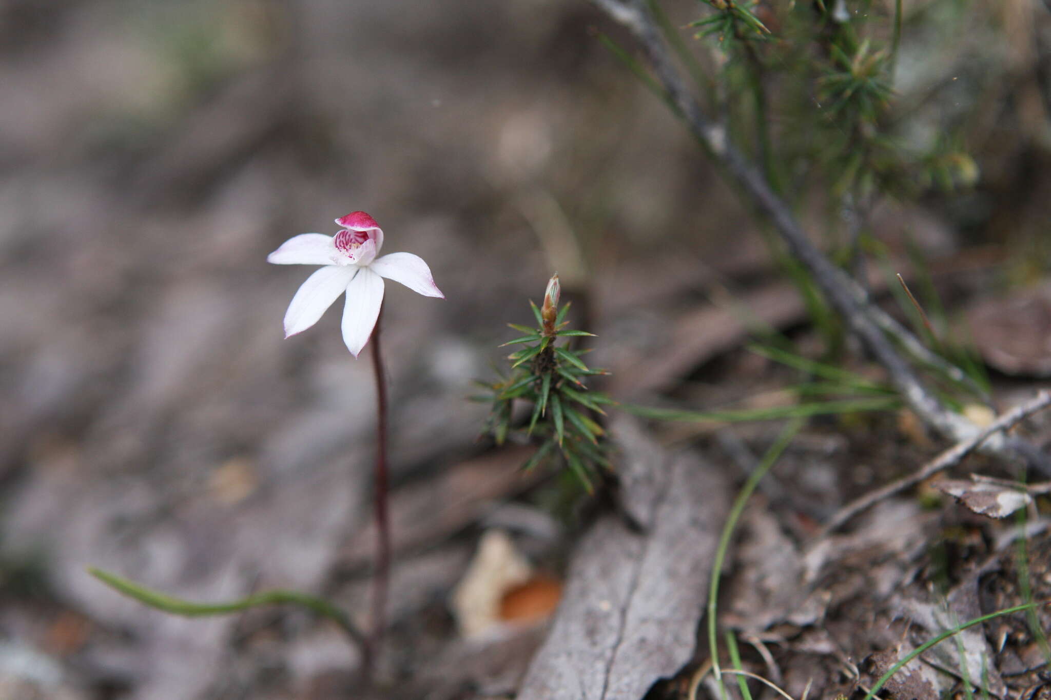 Image of Caladenia lyallii Hook. fil.