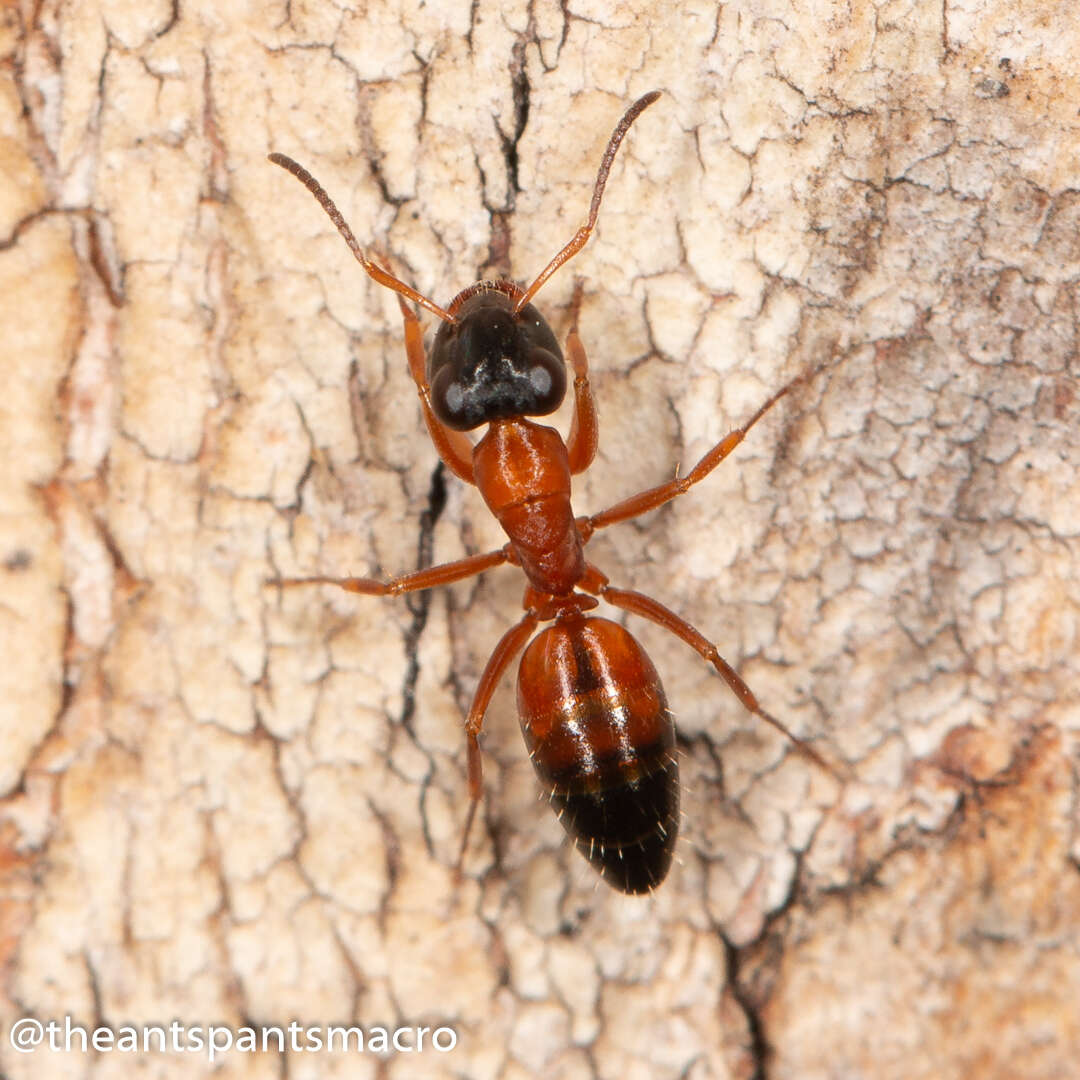 Image of Opisthopsis rufithorax Emery 1895