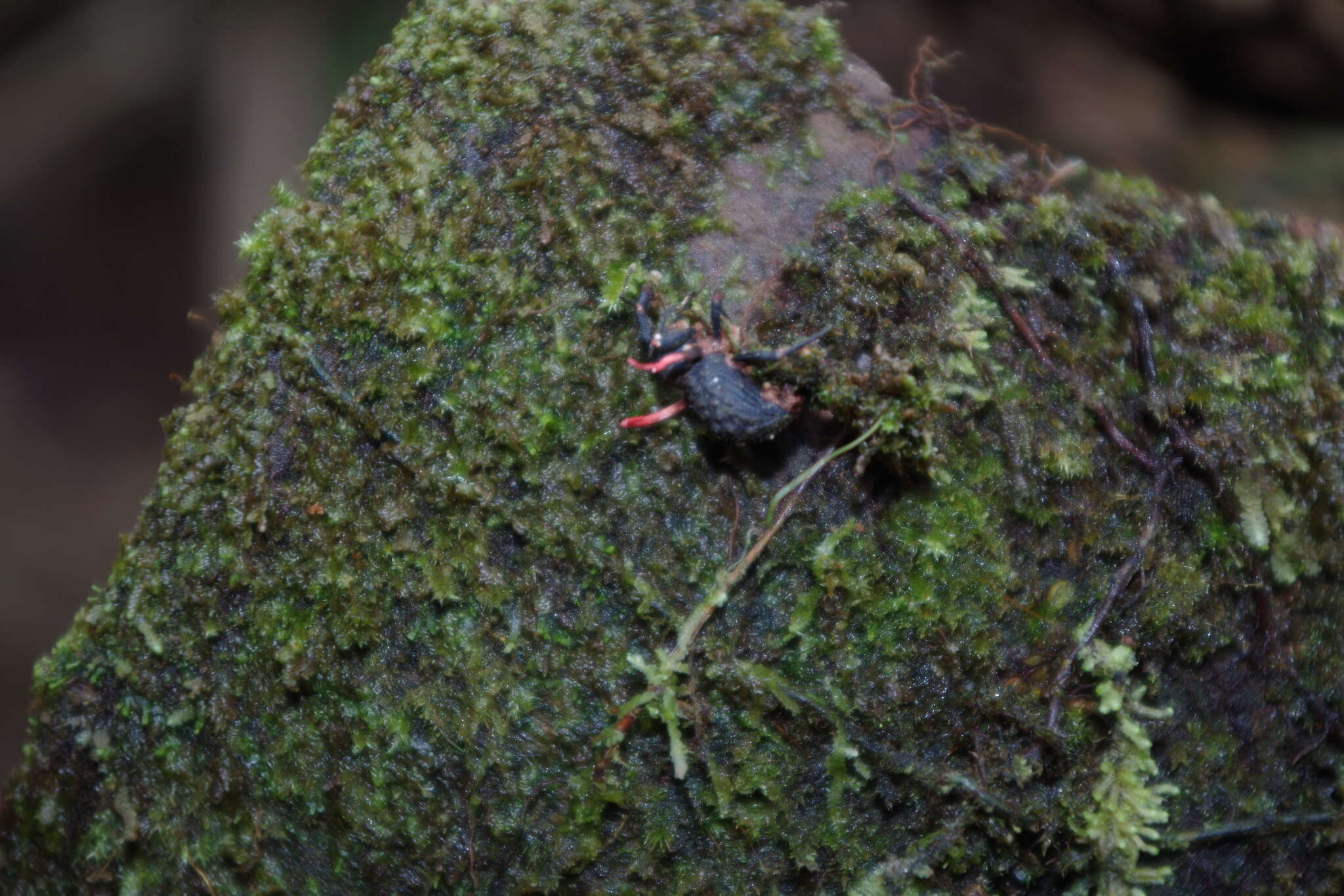 Image of Ophiocordyceps curculionum (Tul. & C. Tul.) G. H. Sung, J. M. Sung, Hywel-Jones & Spatafora 2007