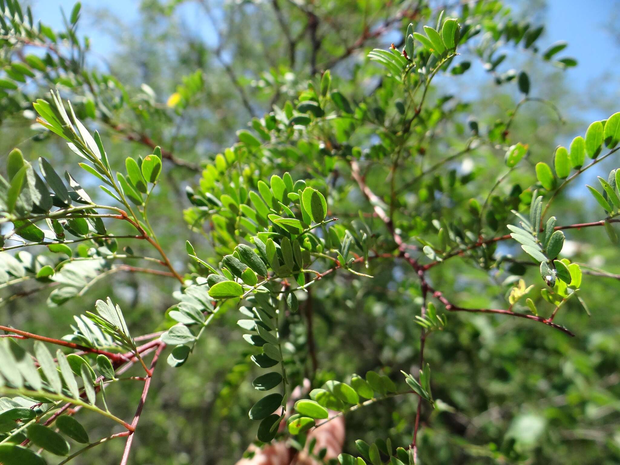 Image de Senegalia roemeriana (Scheele) Britton & Rose