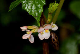 Imagem de Begonia oxyloba Welw. ex Hook. fil.