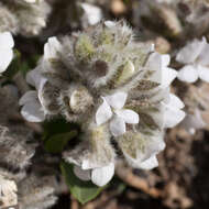 Imagem de Otholobium rotundifolium (L. fil.) C. H. Stirt.