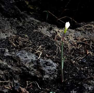 Imagem de Zephyranthes concolor (Lindl.) Benth. & Hook. fil.