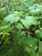 Image of Black Currant