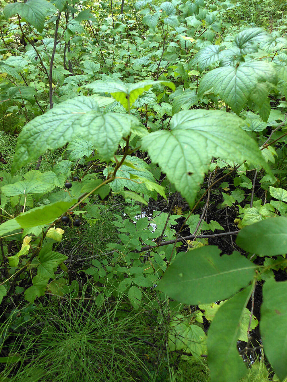 Image of Black Currant