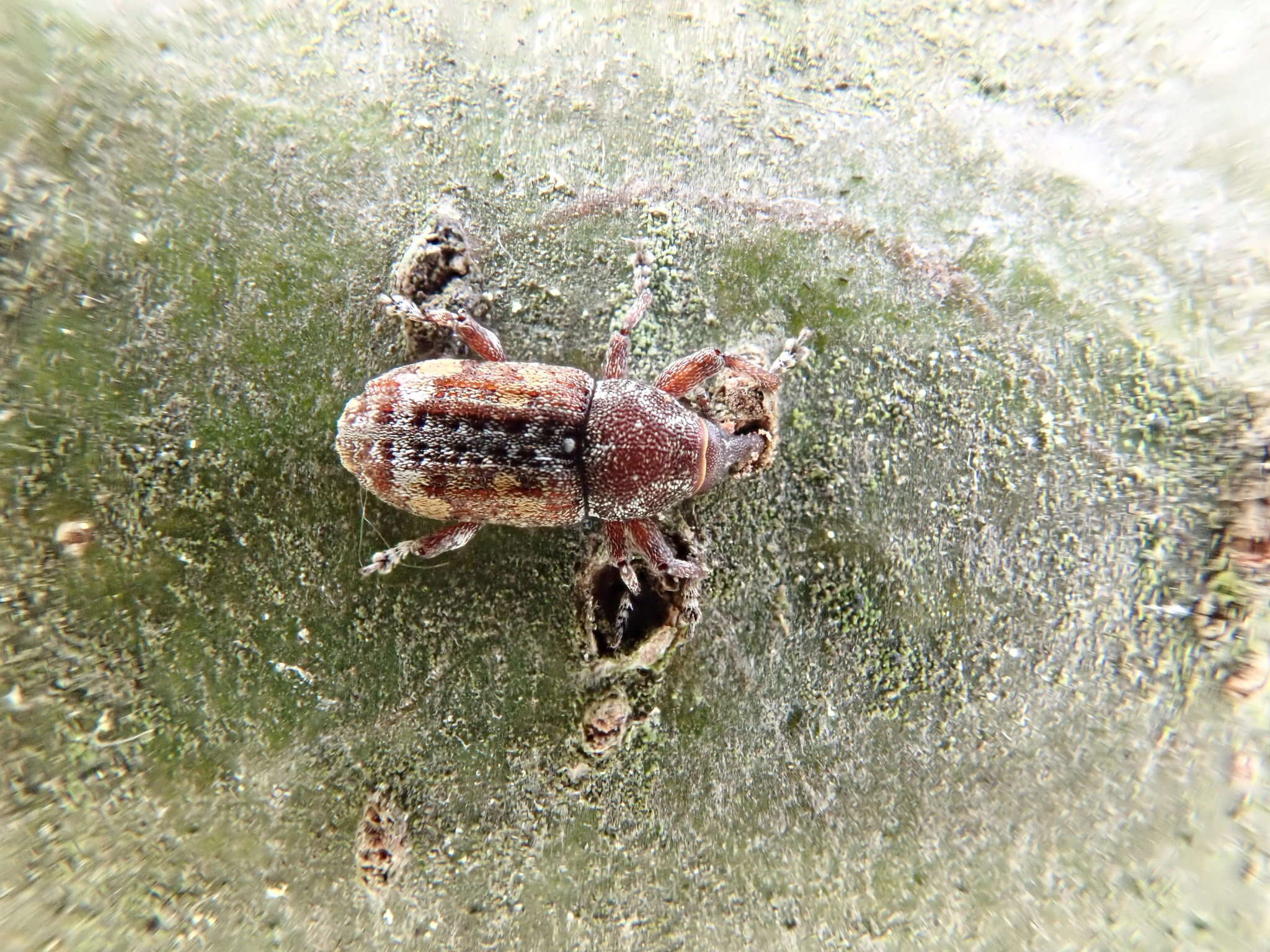 Image of Sitka spruce weevil