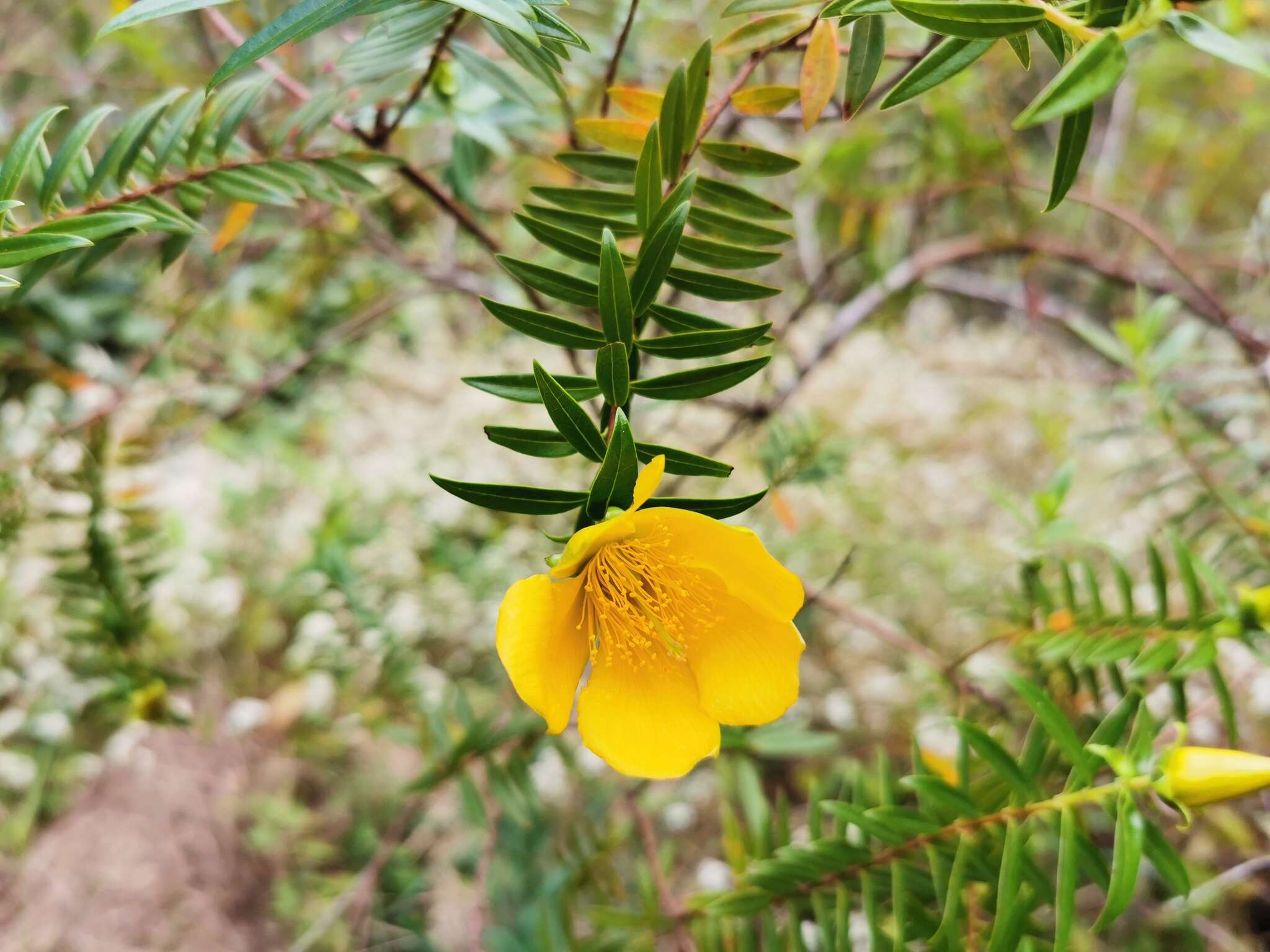 Image of Hypericum lanceolatum Lam.