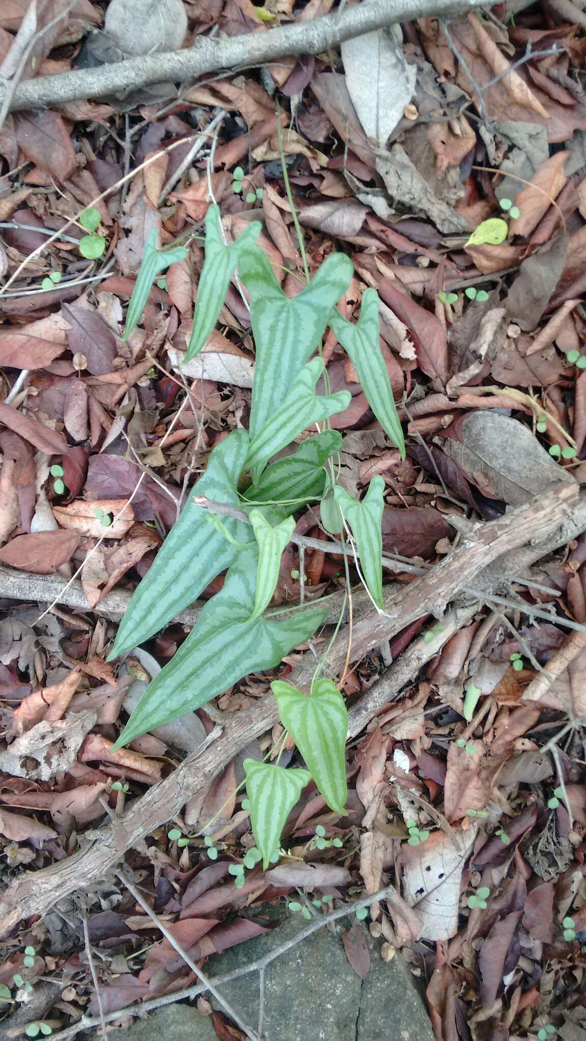 Dioscorea pilosiuscula Bertero ex Spreng.的圖片