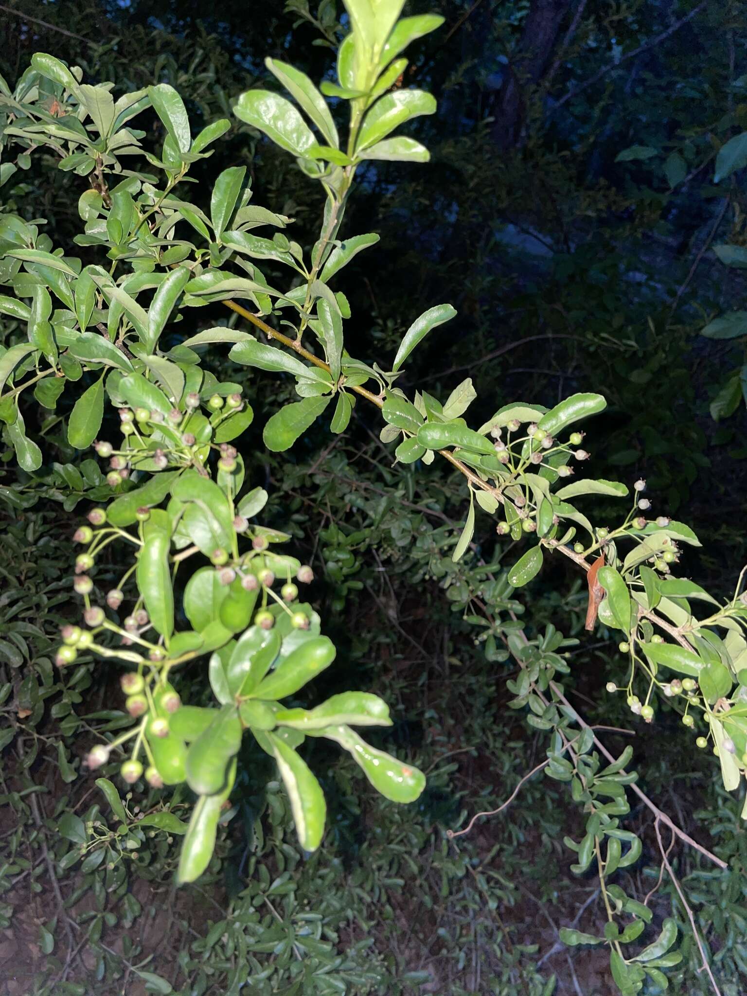 Image de Pyracantha fortuneana (Maxim.) H. L. Li