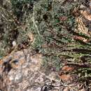 Image de Stapelia erectiflora var. erectiflora