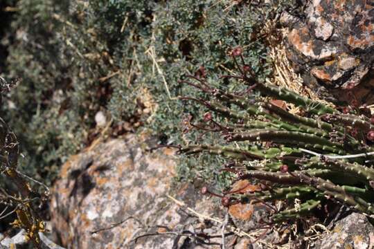 Image of Stapelia erectiflora var. erectiflora