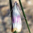 Image of Eurhodope cruentella Duponchel 1842