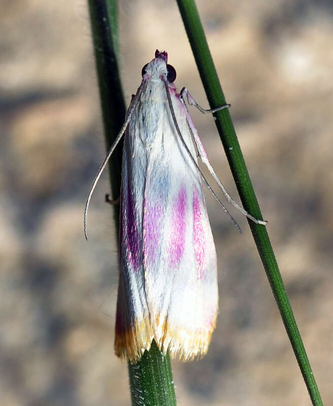 Image of Eurhodope cruentella Duponchel 1842