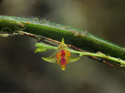 Image de Lepanthes tachirensis Foldats