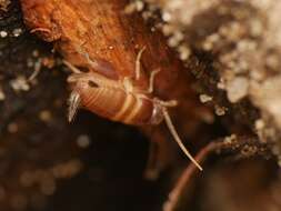 Image de Myrmecophilus (Myrmecophilus) acervorum (Panzer 1799)