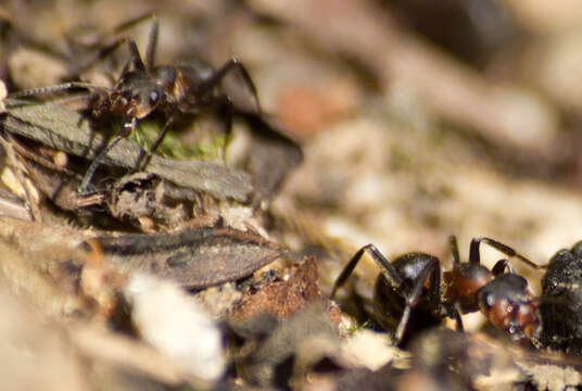 Image of Black-backed meadow ant