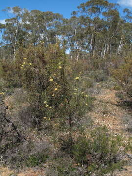 Image of Banksia strictifolia A. R. Mast & K. R. Thiele