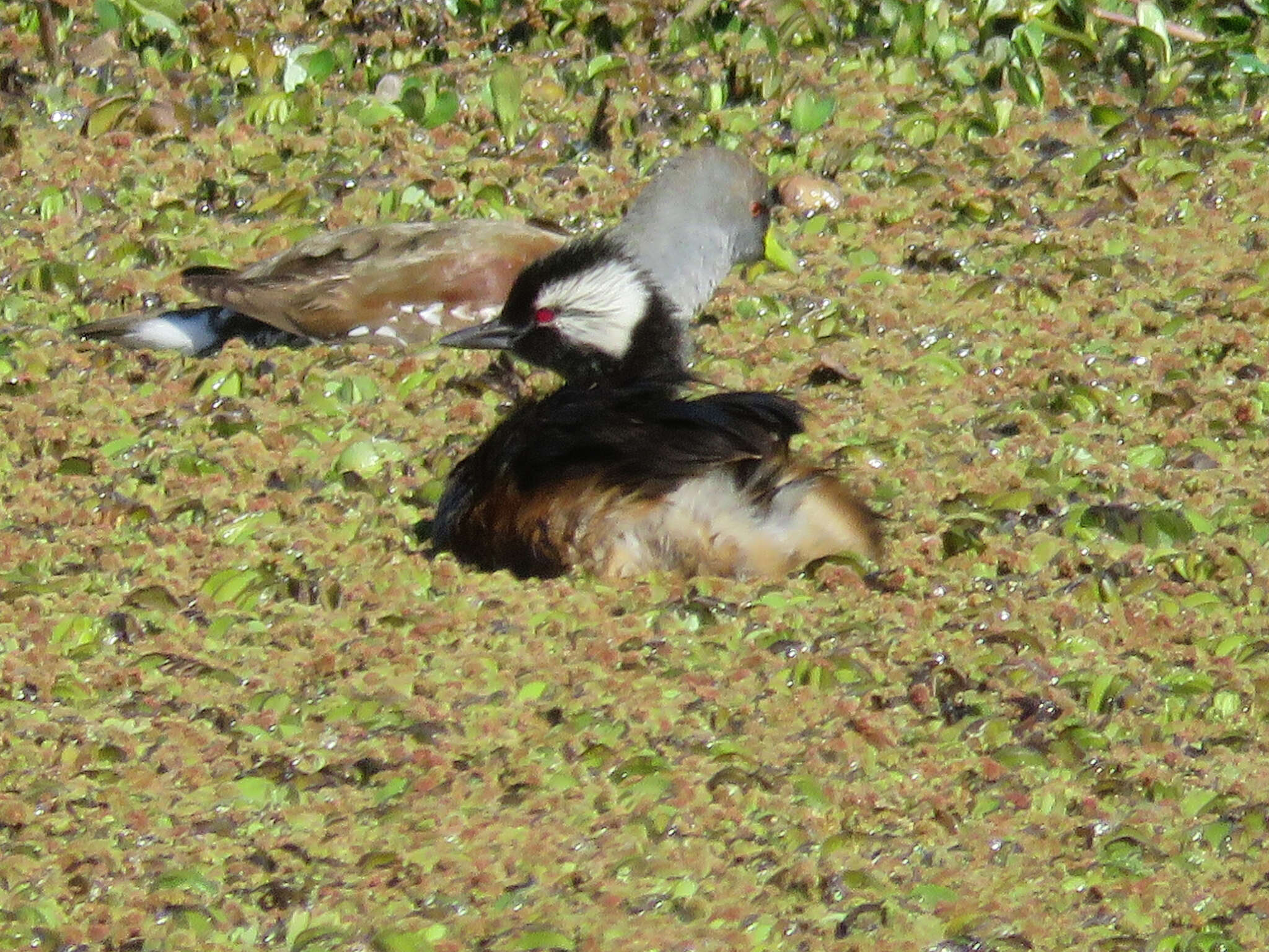 Image of White-tufted Grebe