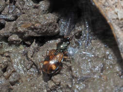 Image of Bembidion (Trepanes) articulatum (Panzer 1796)