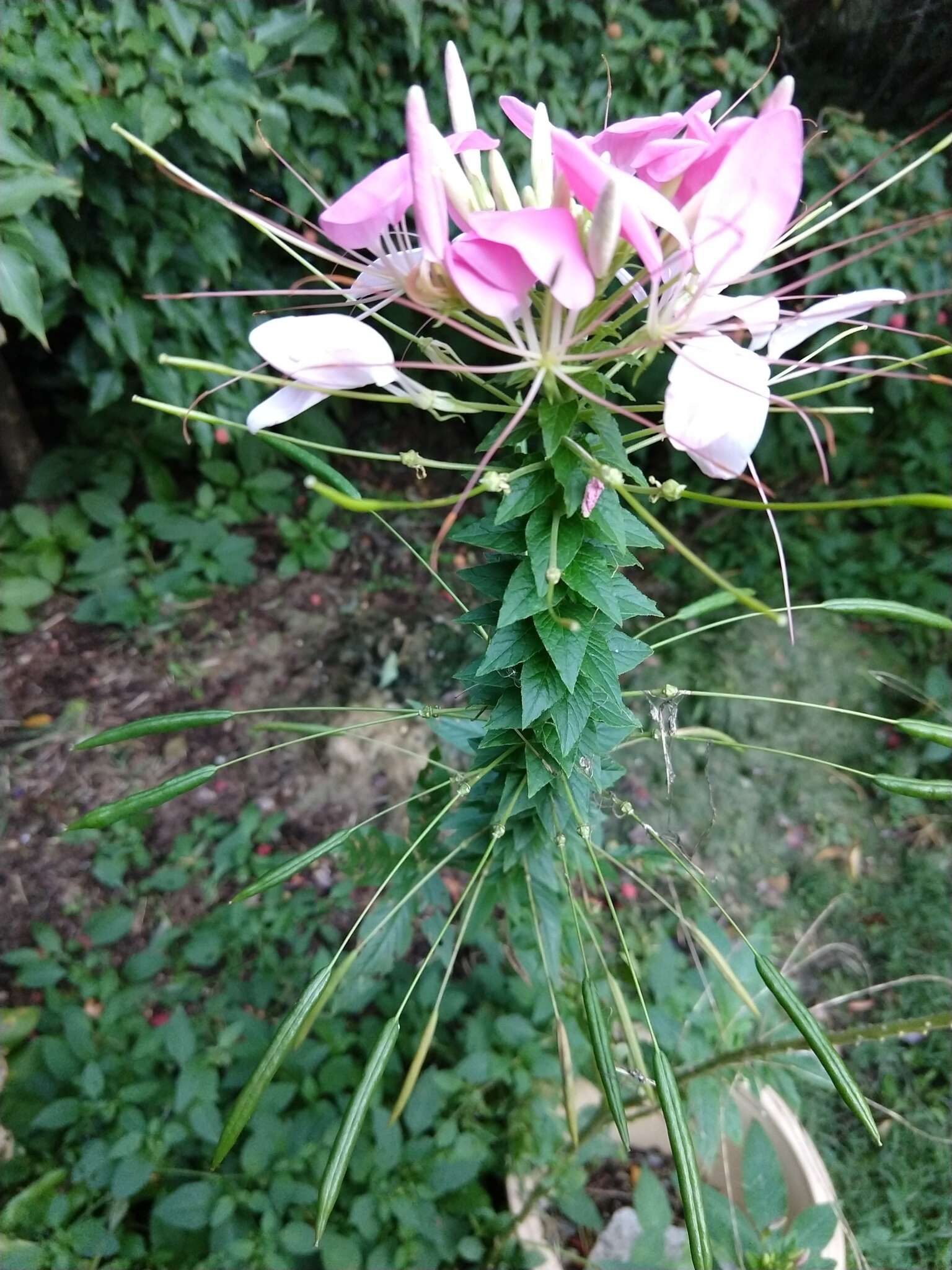 Image of Cleome guaranitica (Chod. & Hassl.) Briquet