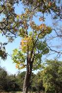 Image of Rock cabbage tree