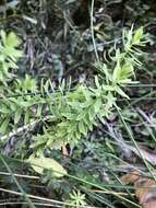 Image of Linum monogynum var. chathamicum Cockayne