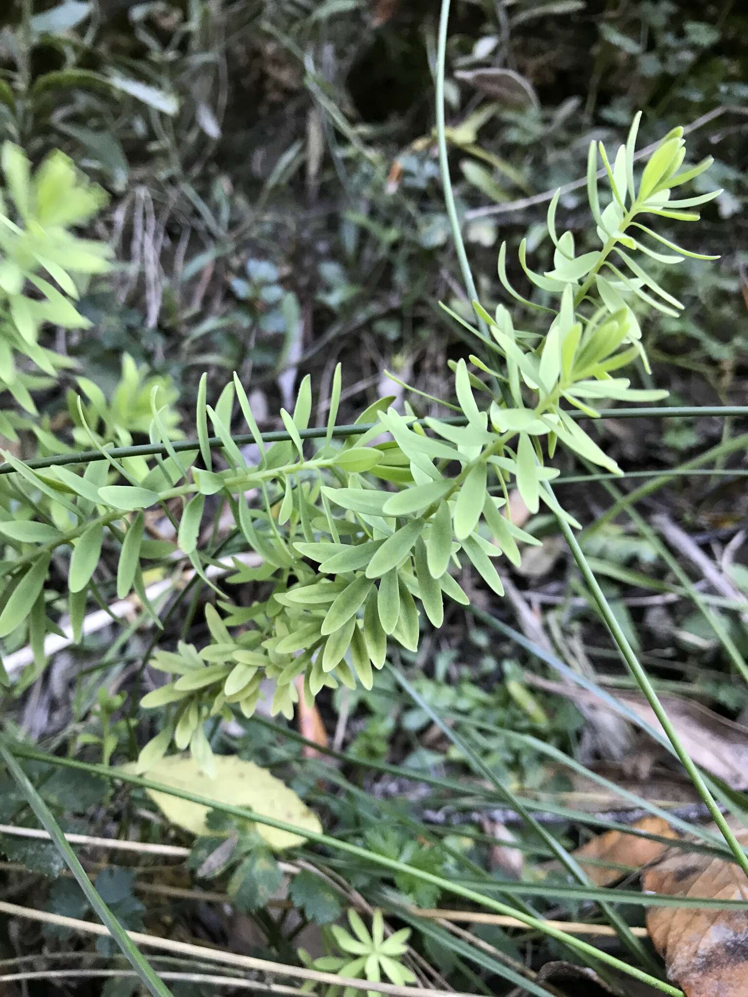 Imagem de Linum monogynum var. chathamicum Cockayne