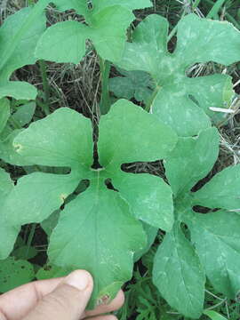 Image of Cucurbita radicans Naud.