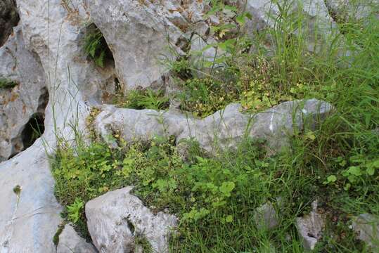 Imagem de Saxifraga sibirica L.