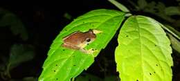 Image of Masked tree frog