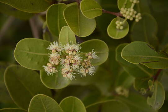 Image of Syzygium caryophyllatum (L.) Alston