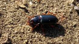 صورة Harpalus (Harpalus) smaragdinus (Duftschmid 1812)