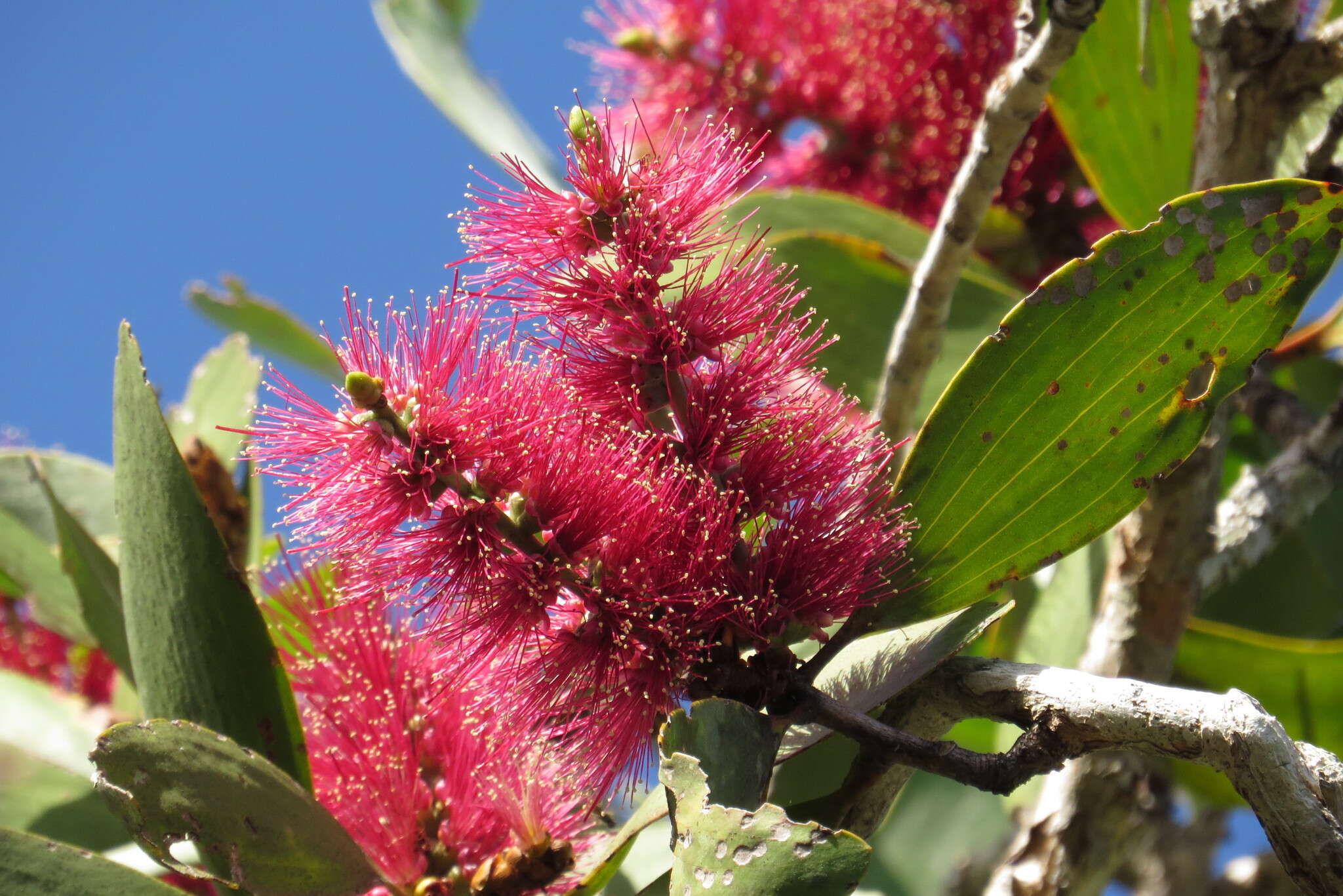 Image of Melaleuca viridiflora Sol. ex Gaertn.